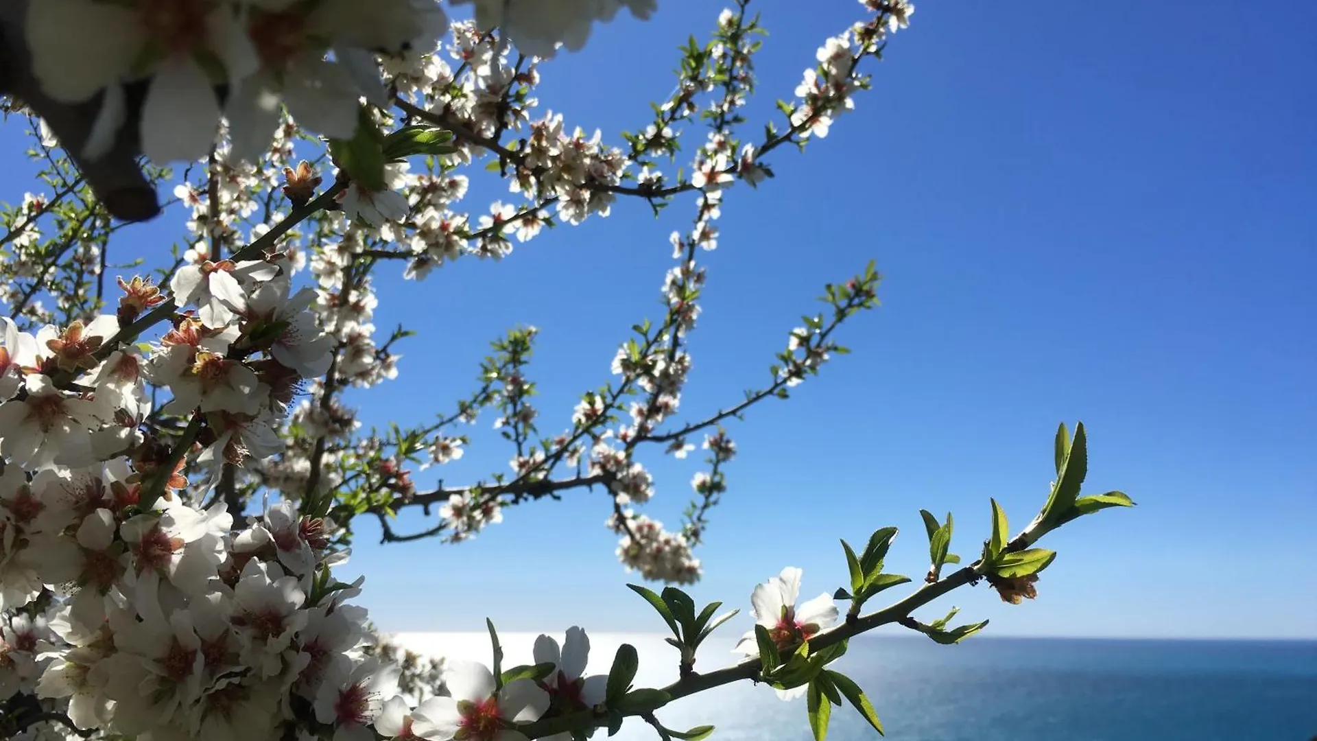 Villa Vento Largo, Casa Irene Ventimiglia 0*,